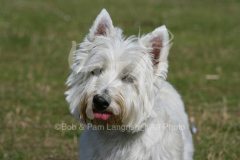 Terrier - West Highland White