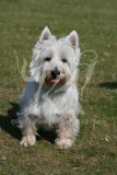 Terrier - West Highland White