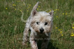 Terrier - West Highland White