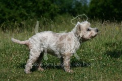 Terrier - West Highland White