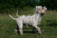 Terrier - West Highland White