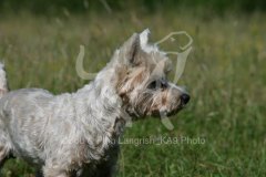 Terrier - West Highland White