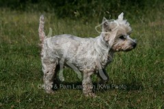 Terrier - West Highland White