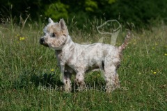 Terrier - West Highland White