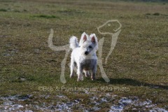 Terrier - West Highland White