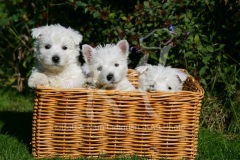 Terrier - West Highland White