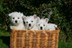 Terrier - West Highland White