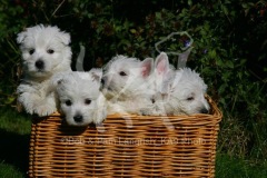 Terrier - West Highland White