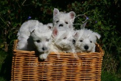 Terrier - West Highland White