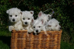 Terrier - West Highland White