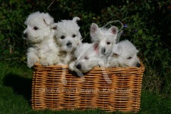 Terrier - West Highland White