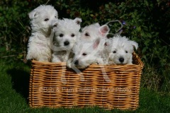 Terrier - West Highland White