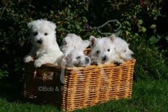 Terrier - West Highland White