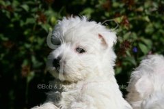 Terrier - West Highland White