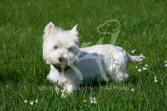 Terrier - West Highland White