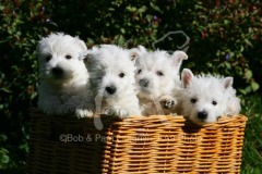 Terrier - West Highland White