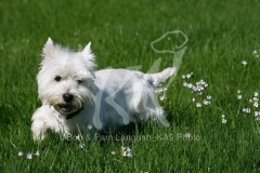 Terrier - West Highland White