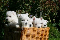 Terrier - West Highland White