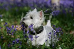 Terrier - West Highland White