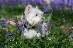 Terrier - West Highland White