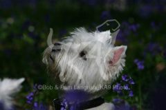 Terrier - West Highland White