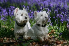 Terrier - West Highland White