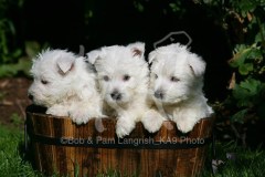 Terrier - West Highland White