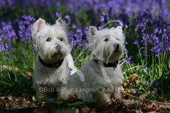 Terrier - West Highland White