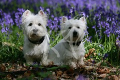 Terrier - West Highland White