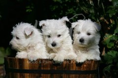 Terrier - West Highland White