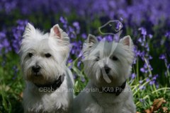 Terrier - West Highland White