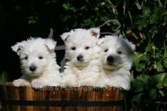 Terrier - West Highland White