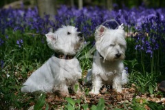 Terrier - West Highland White