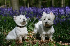 Terrier - West Highland White