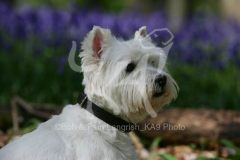 Terrier - West Highland White