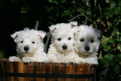 Terrier - West Highland White