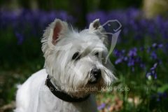 Terrier - West Highland White