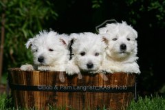 Terrier - West Highland White