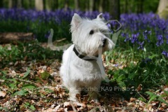 Terrier - West Highland White