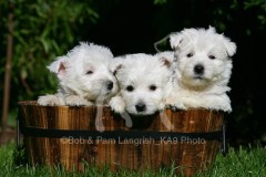 Terrier - West Highland White