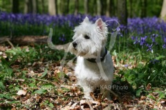 Terrier - West Highland White