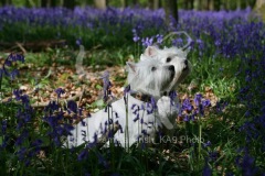 Terrier - West Highland White