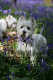 Terrier - West Highland White