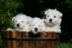 Terrier - West Highland White