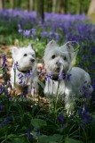 Terrier - West Highland White