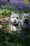 Terrier - West Highland White