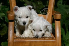 Terrier - West Highland White