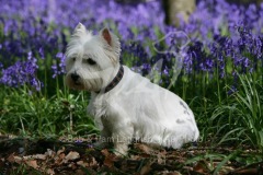 Terrier - West Highland White