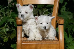 Terrier - West Highland White