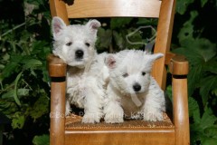 Terrier - West Highland White